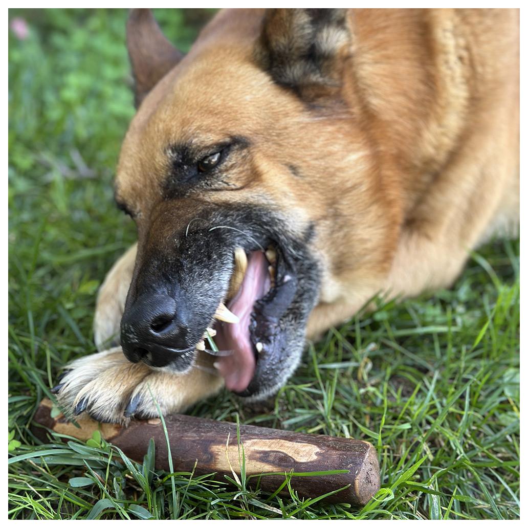 My Dog Chewz – Pau de Oliveira Embebido em Azeite Virgem