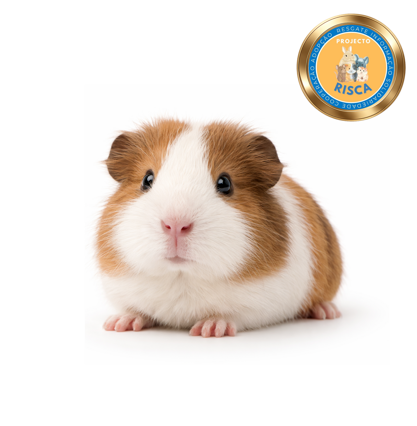 Pack Inicial para Porquinho-da-Índia