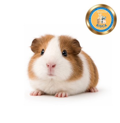 Pack Inicial para Porquinho-da-Índia