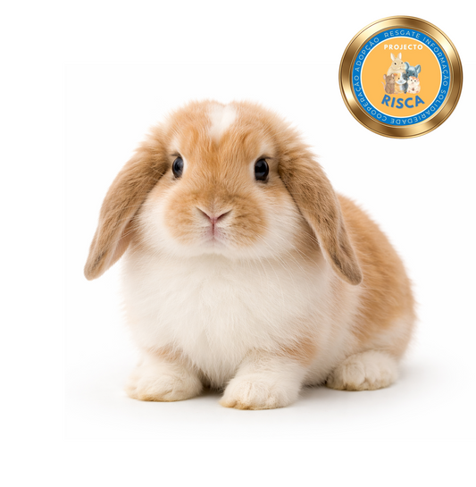 Pack Inicial para Coelho