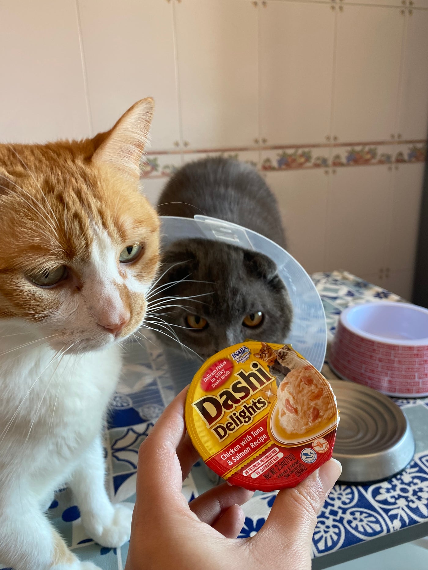 Simba e Loki