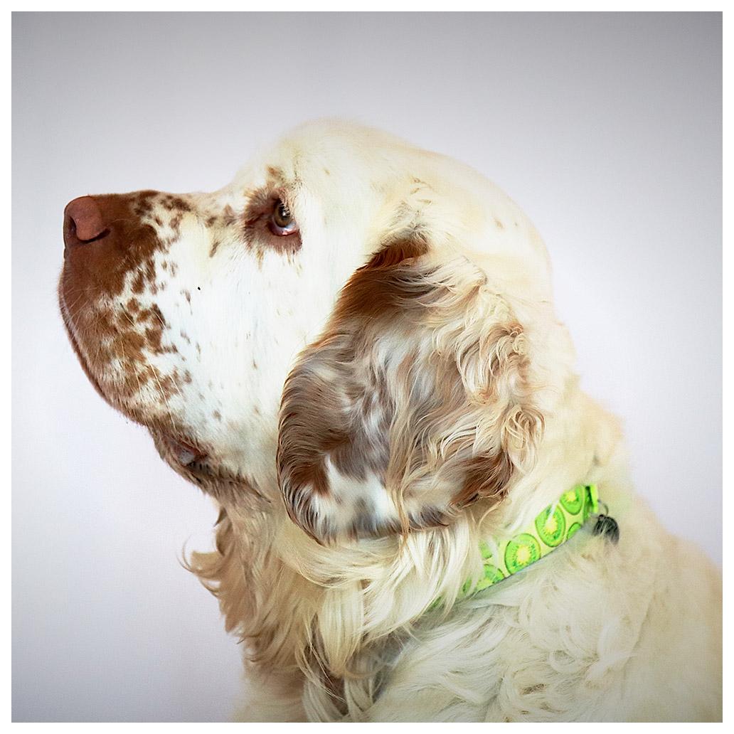 Max & Molly - Coleira Kiwi com ID Tag