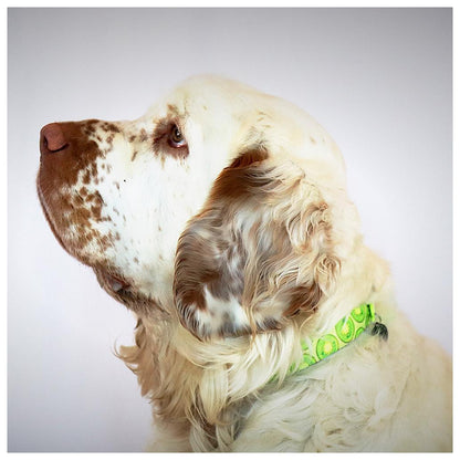 Max & Molly - Coleira Kiwi com ID Tag