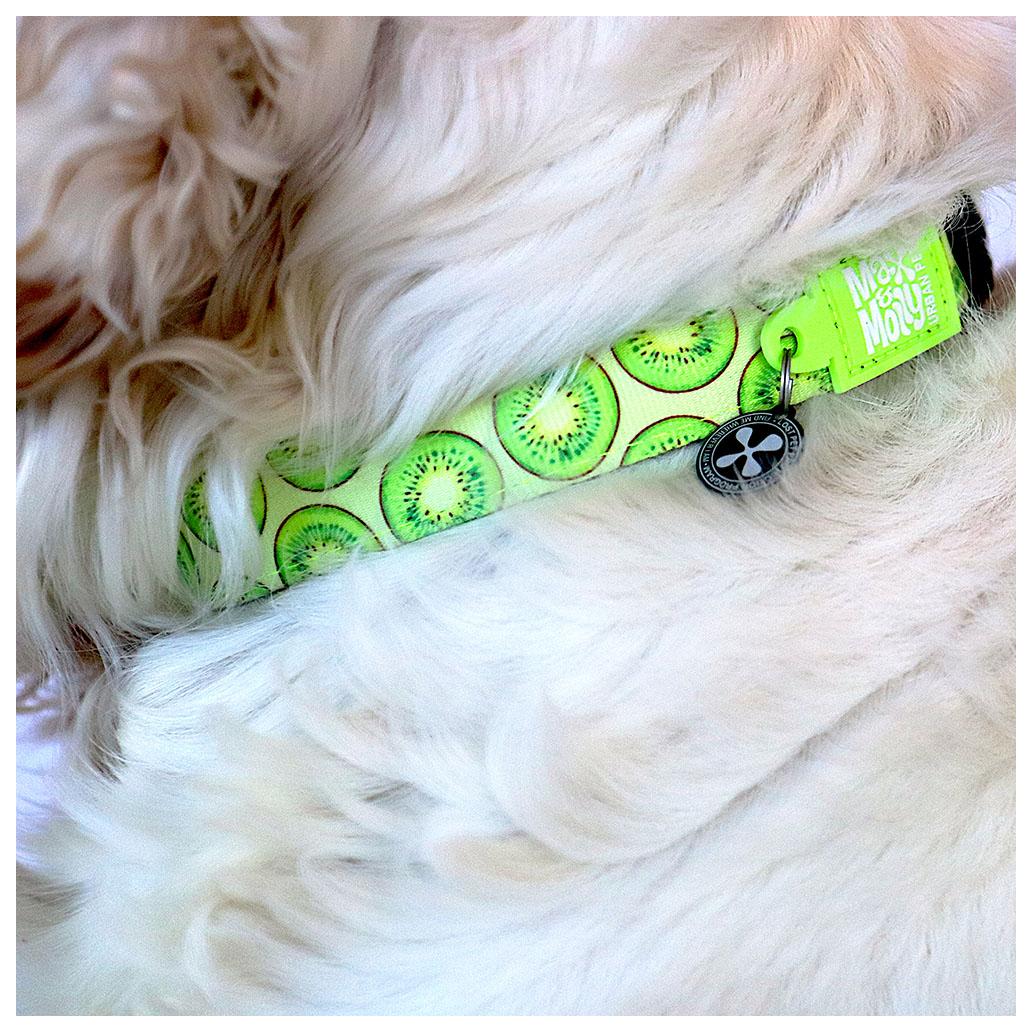 Max & Molly - Coleira Kiwi com ID Tag