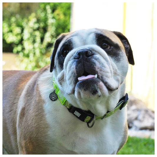 Max & Molly - Coleira Kiwi com ID Tag