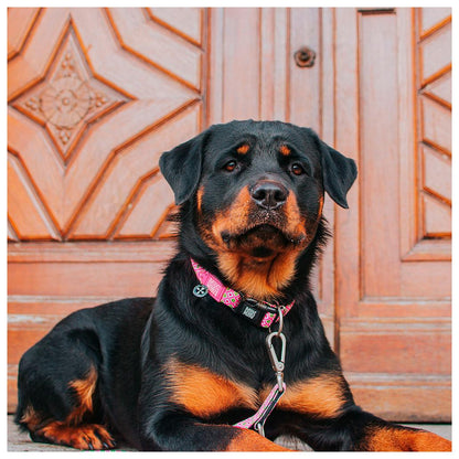 Max & Molly - Coleira Retro Pink com ID Tag