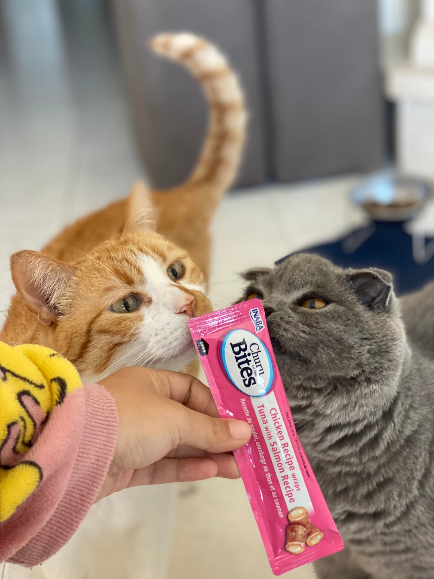 Simba e Loki