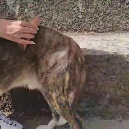 EasyGroomer - Escova para Remoção de Pelo Morto para Cães e Gatos
