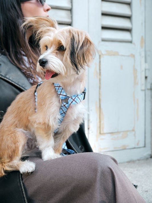 Dukier - Peitoral Clássico Xadrez Blue Mocca