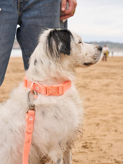 Dukier - Coleira Waterproof Coral