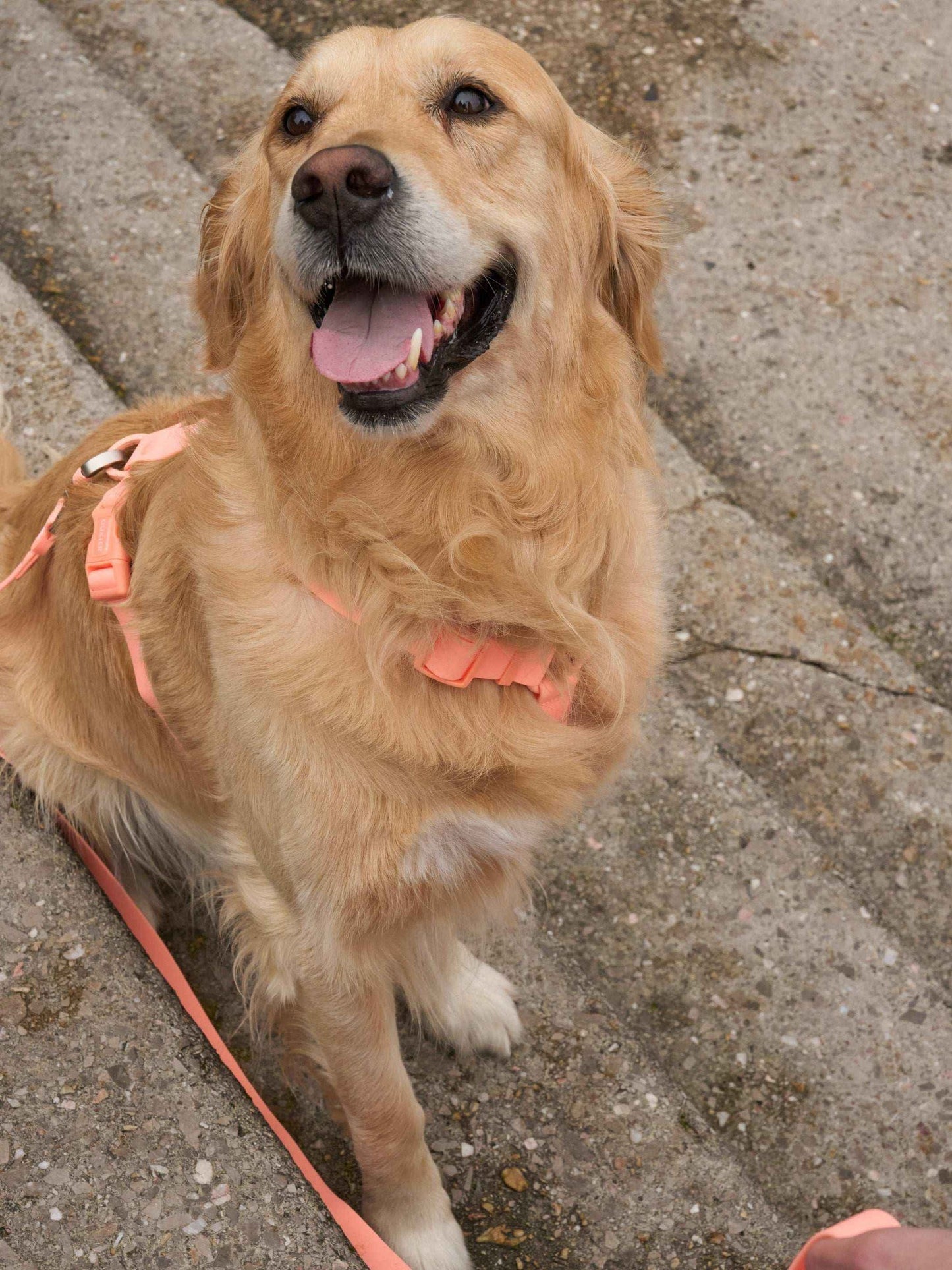 Dukier - Peitoral Waterproof Coral