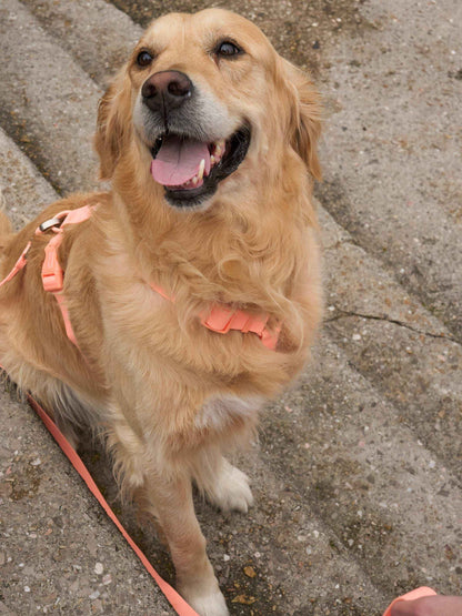 Dukier - Peitoral Waterproof Coral